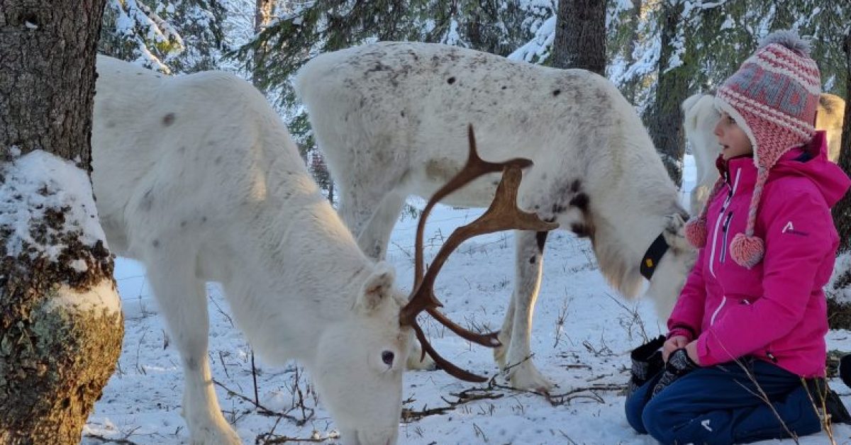 Sami Reindeer Experience 